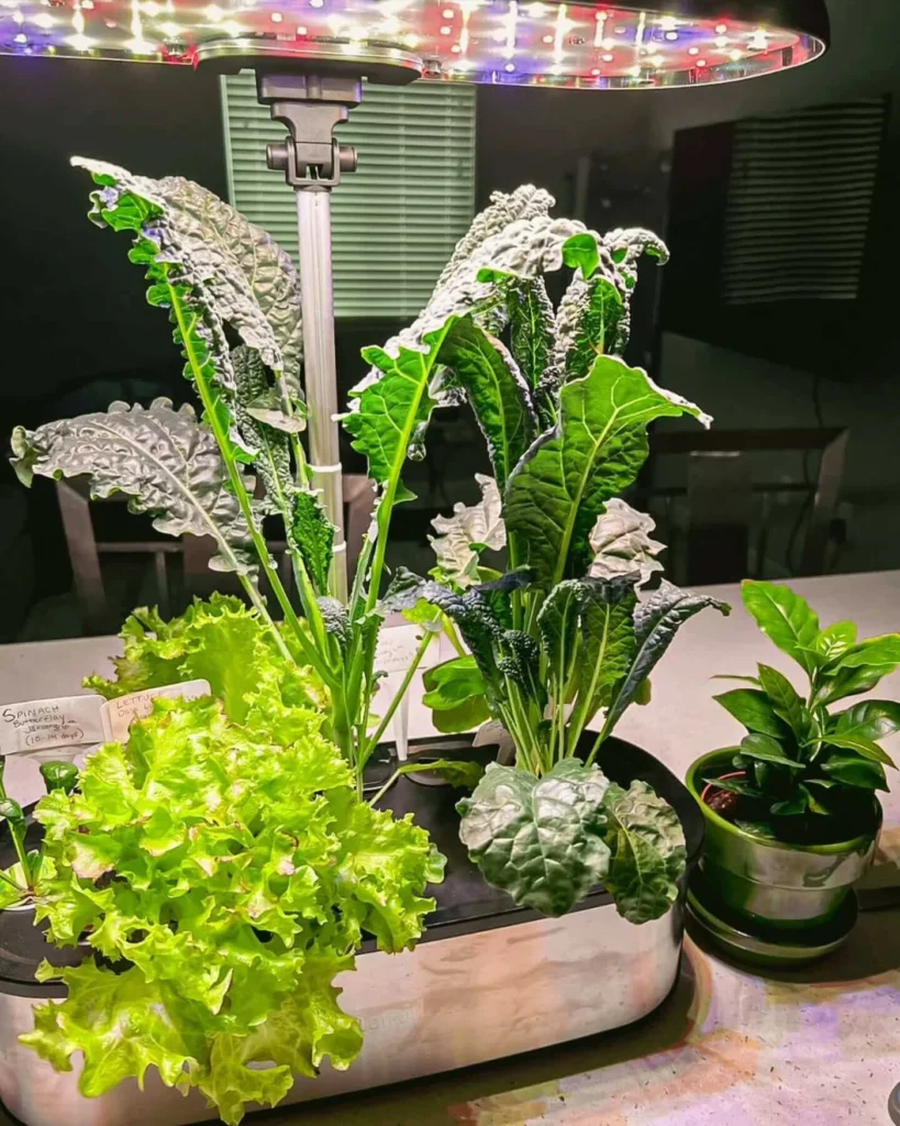 Hydroponic Gardening User generated image